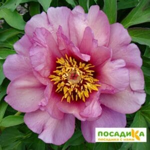 Пион ИТО-гибрид Балерина купить по цене от 1099р. в интернет-магазине «Посадика» с доставкой почтой в в Москве и по всей России – [изображение №1].