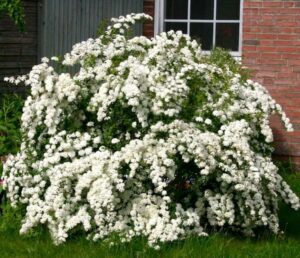 Спирея “Аргута” купить по цене от 350.00р. в интернет-магазине «Посадика» с доставкой почтой в в Москве и по всей России – [изображение №1].