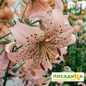 Лилия тигровая Пинк Тайгер купить по цене от 300.00р. в интернет-магазине «Посадика» с доставкой почтой в в Москве и по всей России – [изображение №1].