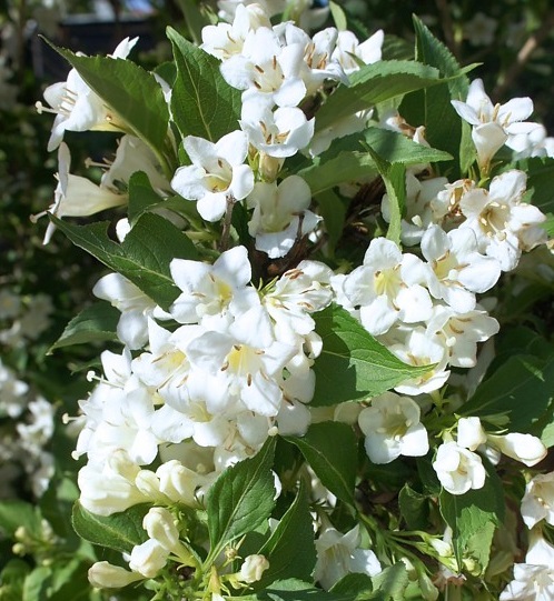 Вейгела цветущая “Бристол Сноуфлейк” купить по цене от 340.00р. в интернет-магазине «Посадика» с доставкой почтой в в Москве и по всей России – [изображение №1].