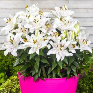 Лилия восточная махровая (ориенталь) Мускадет купить по цене от 360р. в интернет-магазине «Посадика» с доставкой почтой в в Москве и по всей России – [изображение №1].