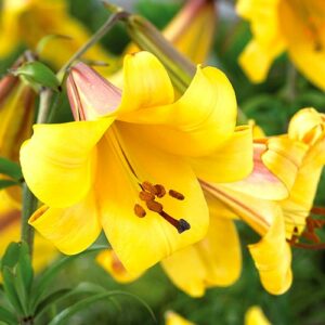 Лилия трубчатая Голден Сплендор купить по цене от 360р. в интернет-магазине «Посадика» с доставкой почтой в в Москве и по всей России – [изображение №1].