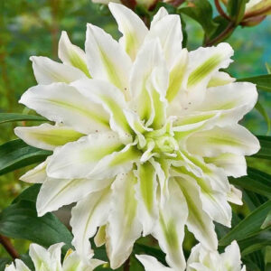 Лилия восточная махровая (ориенталь) Полар Стар купить по цене от 360р. в интернет-магазине «Посадика» с доставкой почтой в в Москве и по всей России – [изображение №1].