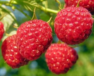 Малина Октавия ЗКС купить по цене от 255р. в интернет-магазине «Посадика» с доставкой почтой в в Москве и по всей России – [изображение №1].