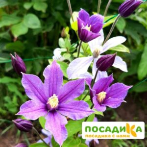 Клематис Аленушка купить по цене от 420.00р. в интернет-магазине «Посадика» с доставкой почтой в в Москве и по всей России – [изображение №1].