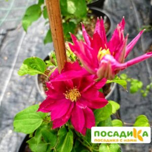 Клематис Блю Бой (Red Star) ЗКС купить по цене от 380р. в интернет-магазине «Посадика» с доставкой почтой в в Москве и по всей России – [изображение №1].