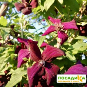 Клематис Дарк Айс ЗКС купить по цене от 440.00р. в интернет-магазине «Посадика» с доставкой почтой в в Москве и по всей России – [изображение №1].