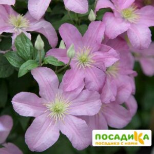 Клематис Комтесс де Бушо  ЗКС купить по цене от 450.00р. в интернет-магазине «Посадика» с доставкой почтой в в Москве и по всей России – [изображение №1].