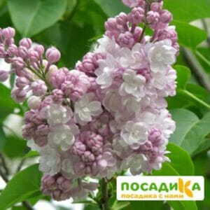 Сирень Монтень (Montaigne) купить по цене от 529.00р. в интернет-магазине «Посадика» с доставкой почтой в в Москве и по всей России – [изображение №1].