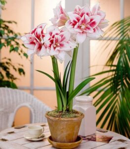 Амариллис махровый Элвас купить по цене от 589р. в интернет-магазине «Посадика» с доставкой почтой в в Москве и по всей России – [изображение №1].