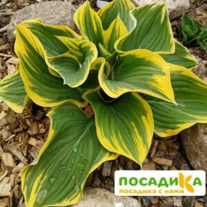 Хоста Либерти (Liberty) купить по цене от 385р. в интернет-магазине «Посадика» с доставкой почтой в в Москве и по всей России – [изображение №1].