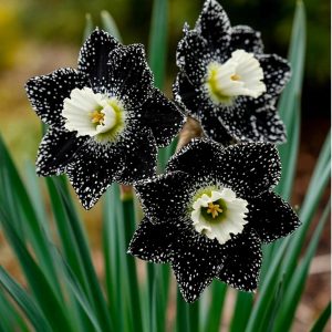 Нарцисс Кассата купить по цене от 372р. в интернет-магазине «Посадика» с доставкой почтой в в Москве и по всей России – [изображение №1].