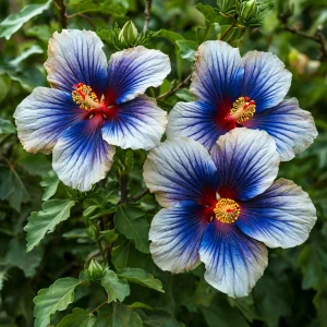 Гибискус Илюжн Вилью купить по цене от 259р. в интернет-магазине «Посадика» с доставкой почтой в в Москве и по всей России – [изображение №1].