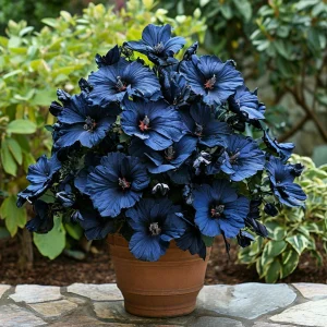 Гибискус Селестиал Флейм купить по цене от 326р. в интернет-магазине «Посадика» с доставкой почтой в в Москве и по всей России – [изображение №1].