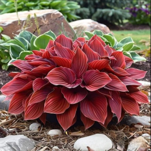 Хоста Малыш Шедевр купить по цене от 421р. в интернет-магазине «Посадика» с доставкой почтой в в Москве и по всей России – [изображение №1].