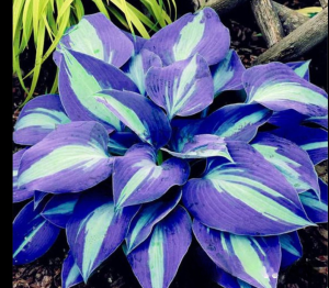 Хоста Аурелия купить по цене от 450р. в интернет-магазине «Посадика» с доставкой почтой в в Москве и по всей России – [изображение №1].